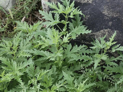 【創(chuàng)新內(nèi)蒙古】科研突破 麻葉蕁麻飼料添加顯著提升羊肉營養(yǎng)品質(zhì)