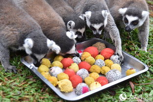深圳野生動(dòng)物園的“特別菜單” 特色湯圓，讓動(dòng)物們過個(gè)溫馨元宵節(jié)