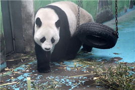 中國政協委員聚焦動物飼養規范，推動生態文明建設與畜牧業高質量發展